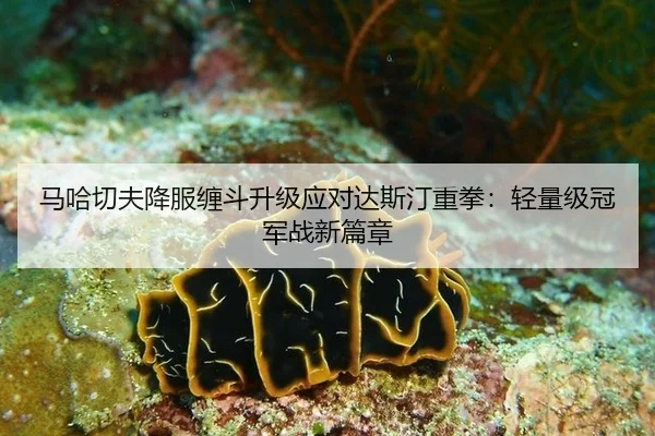 马哈切夫降服缠斗升级应对达斯汀重拳：轻量级冠军战新篇章